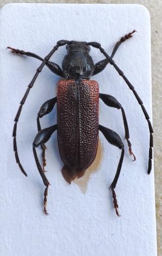Callidiellum rufipenne